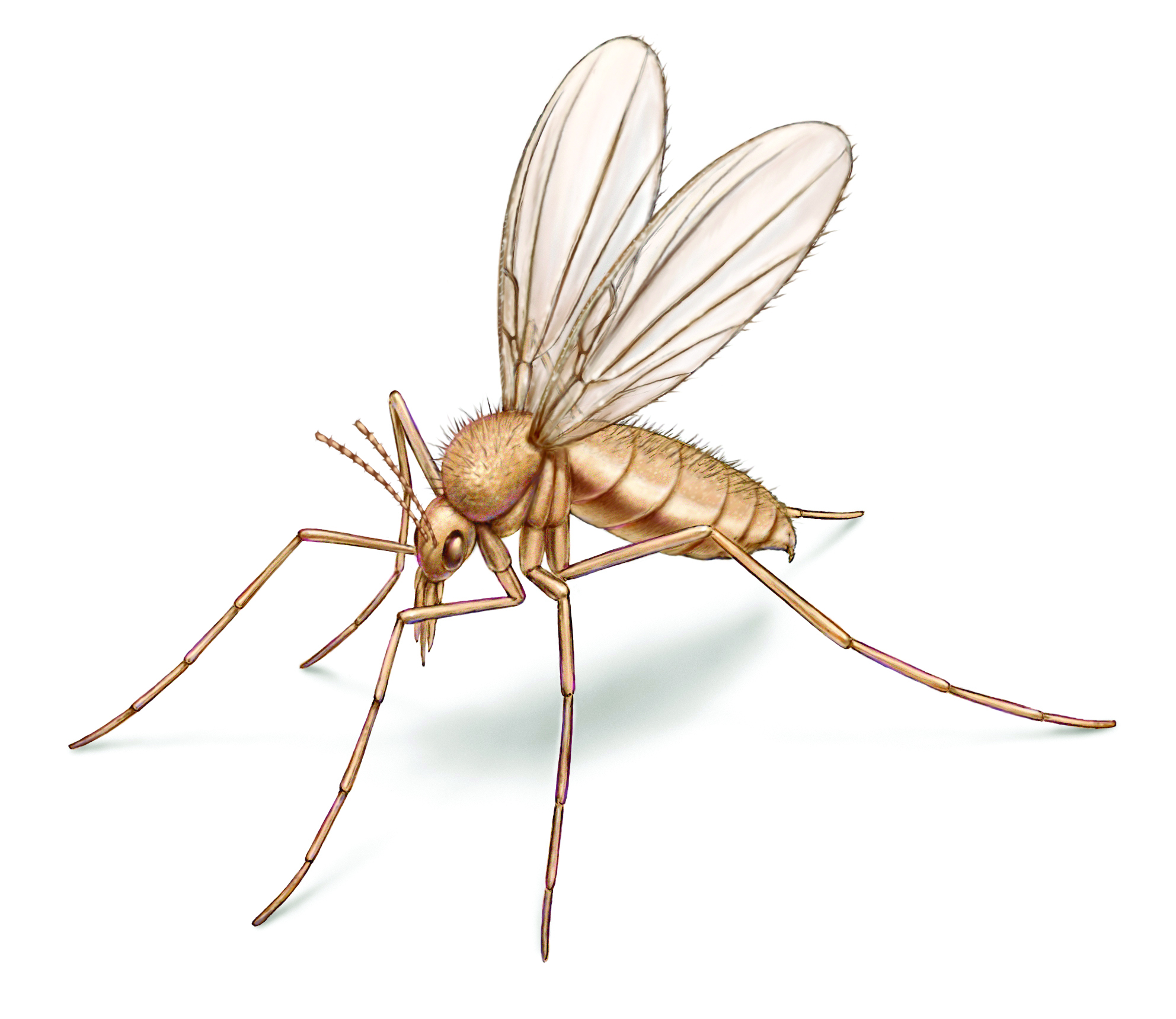 what-are-sand-flies-appearance-behavior-bites-more