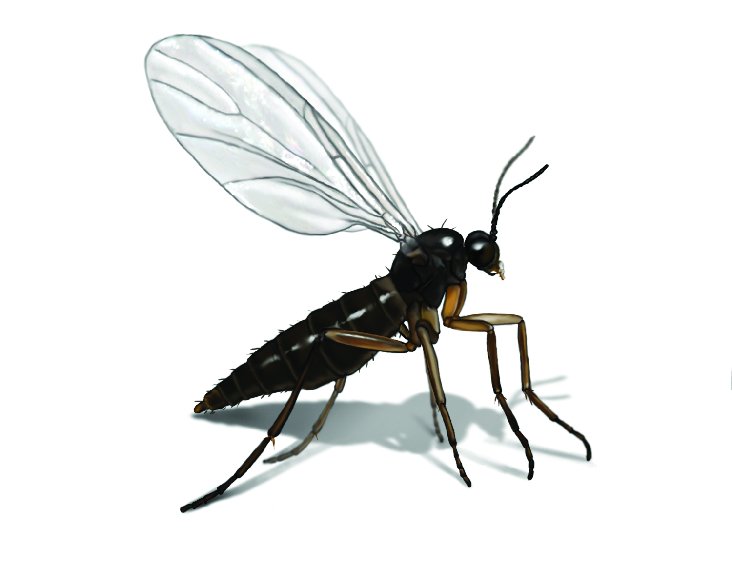 Get Rid of Gnats in Your House - Gnats & Other Flying Bugs ...