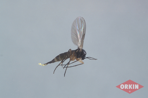 fungus gnat image