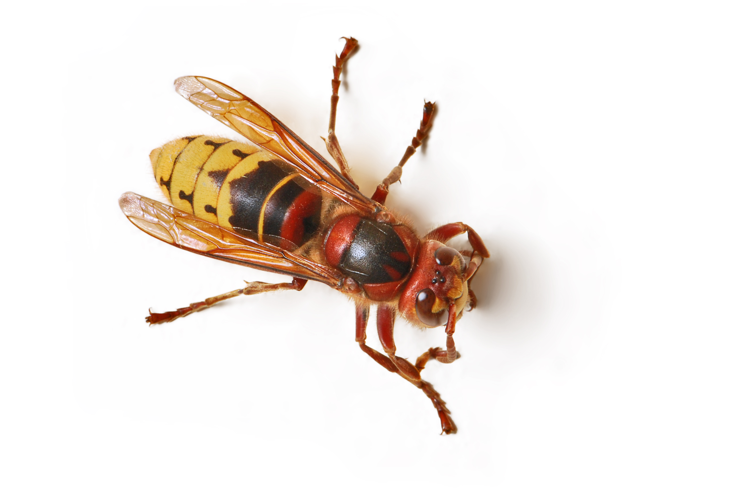Giant Hornet Facts & Control: Get Rid of Giant Hornets