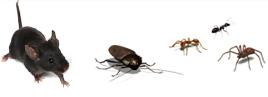 pest control confirmation