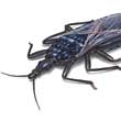 Kissing bug ilustrare