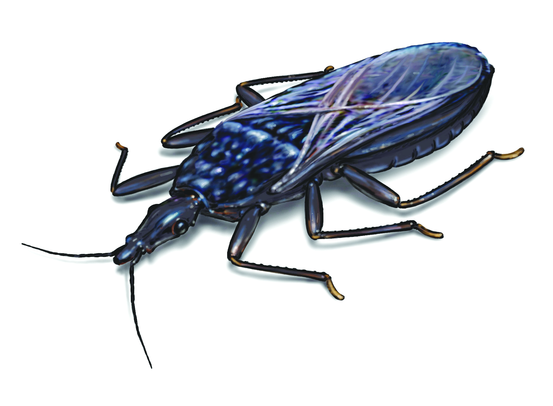 How can you identify common household bugs and insects?