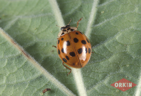 How do you control a ladybug infestation?