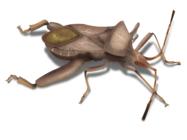 Ilustrație insecte cu picioare de frunză