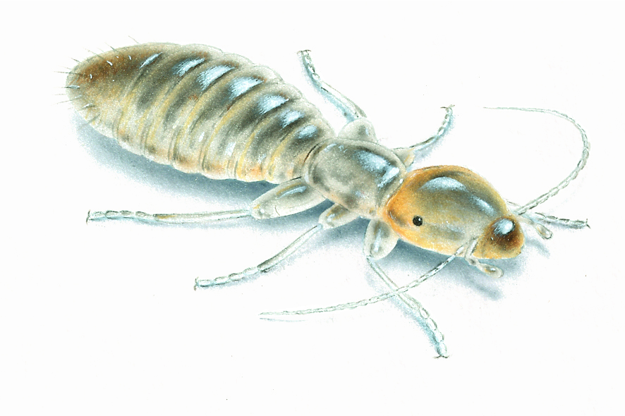 Book Lice Control Questions: Do I Have Book Lice? - ATOM