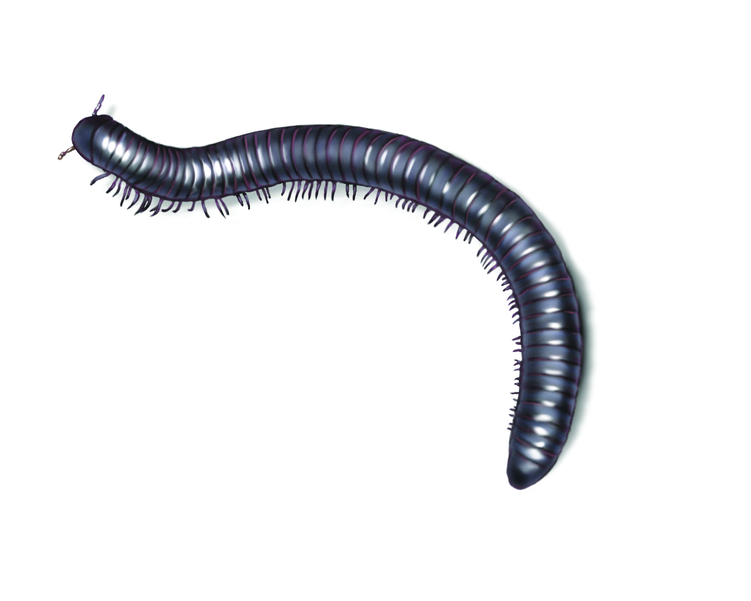 Millipede Control Learn How To Get Rid Of Millipedes