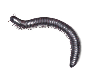 picture of a millipede