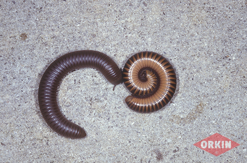 millipedes image