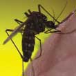 asian tiger mosquito image