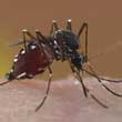 asian tiger mosquito