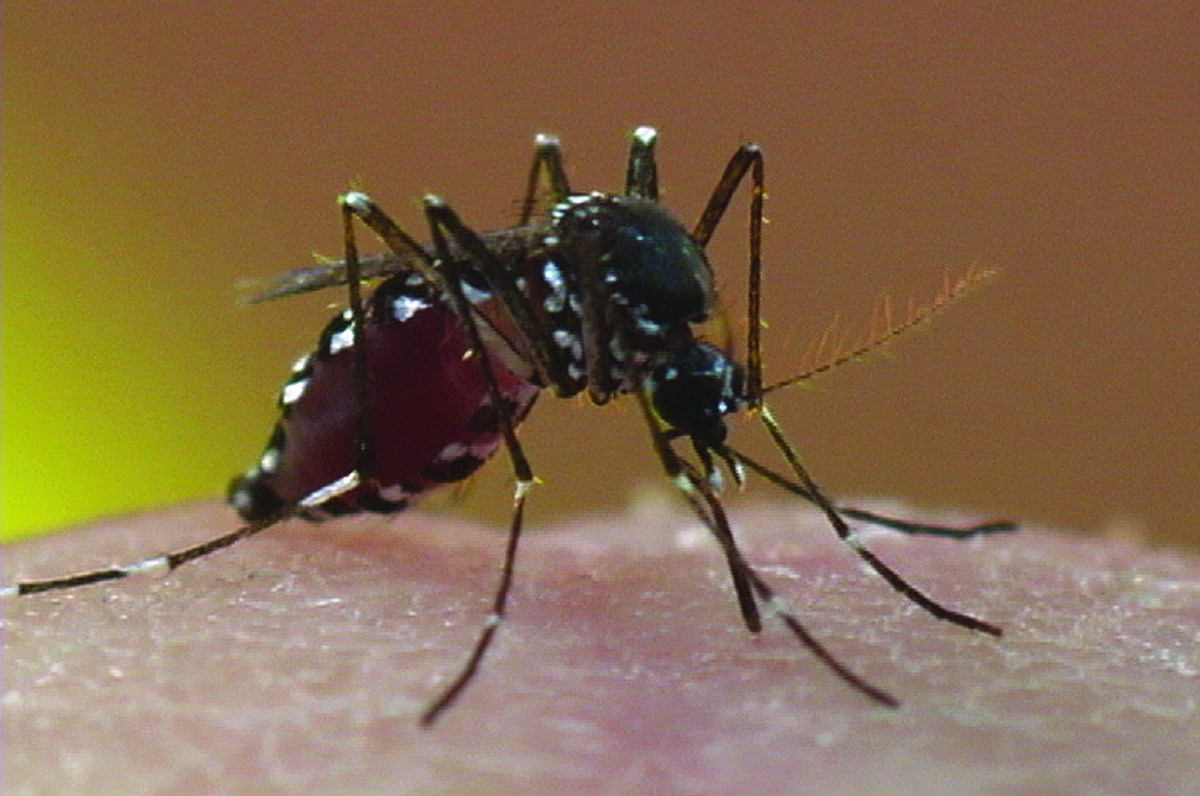 tiger photographs Asian mosquito