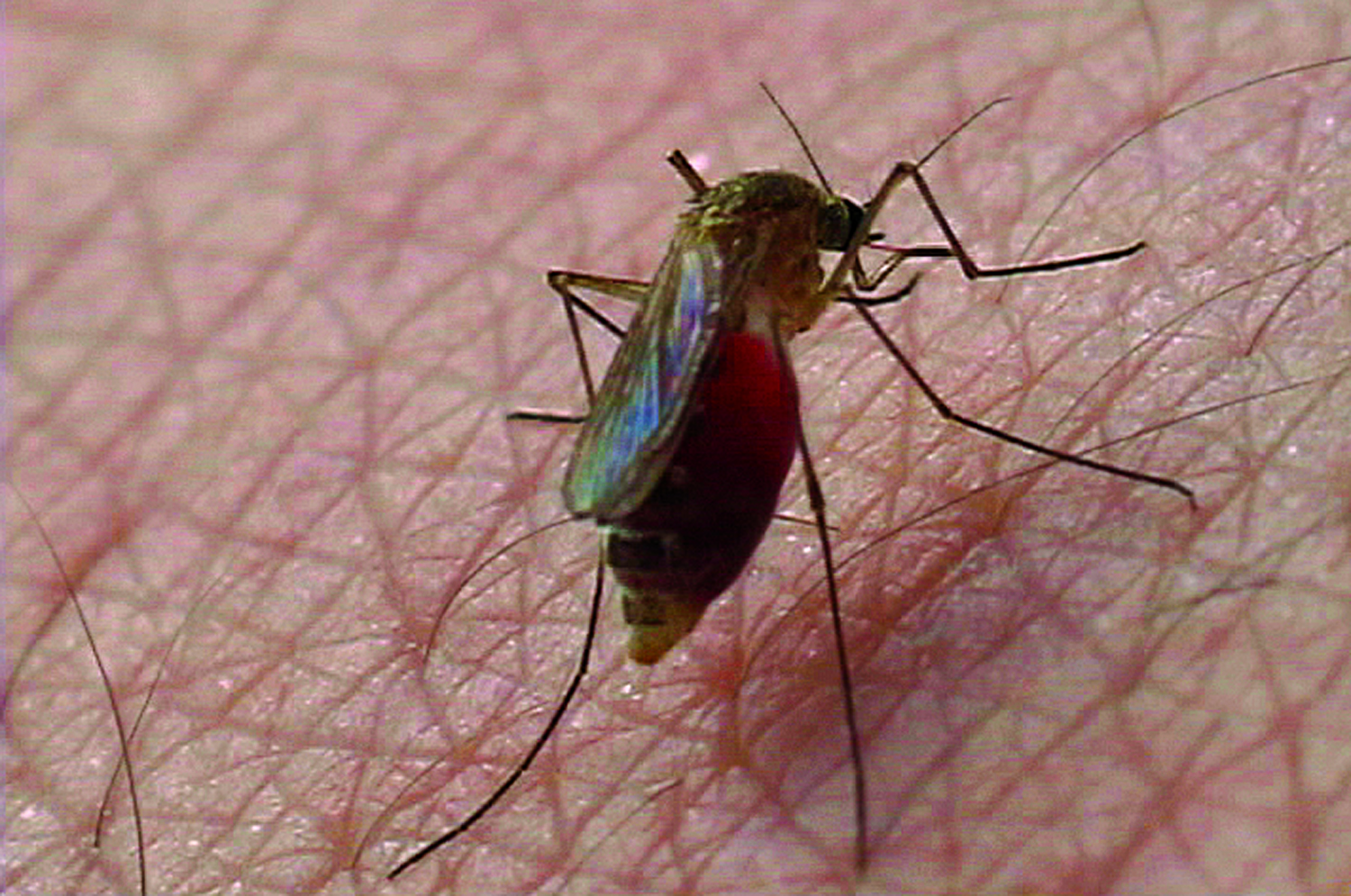 10-things-you-didn-t-know-about-mosquitoes-outdoorhub