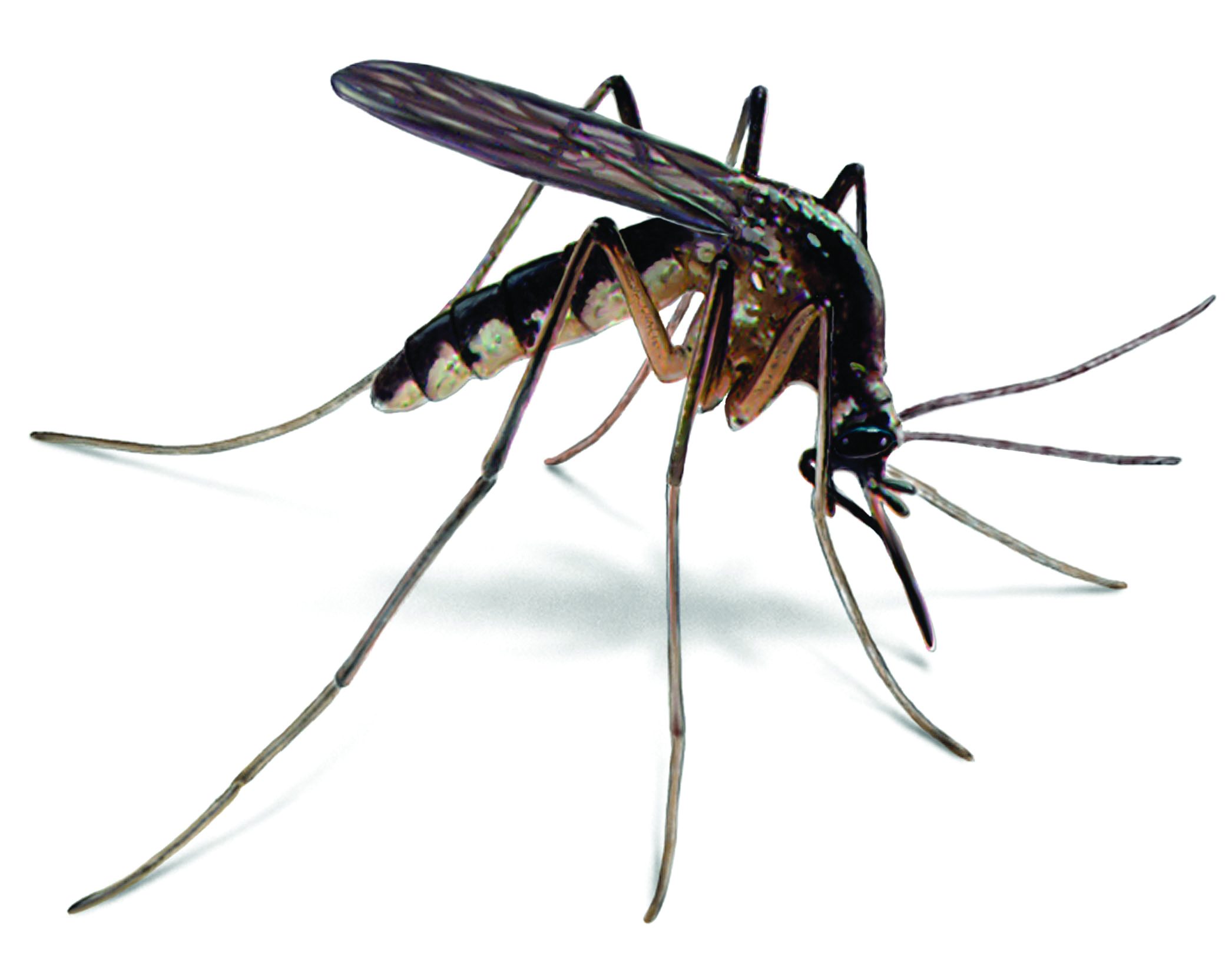 Mosquito Control: How to Get Rid of Mosquitoes