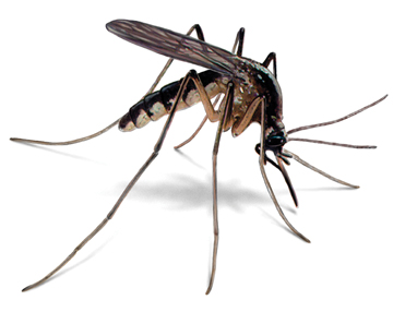 Image result for mosquitoes