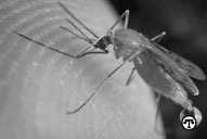 Mosquito Control: How to Get Rid of Mosquitoes