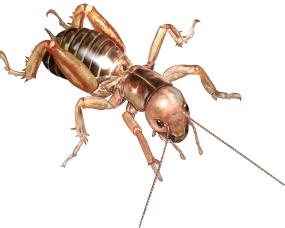 Get Rid Of Jerusalem Crickets Other Facts What Do They Eat
