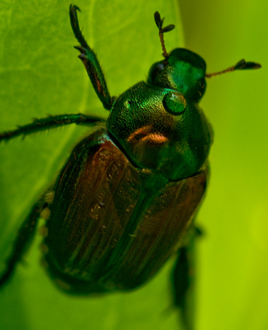 beetle