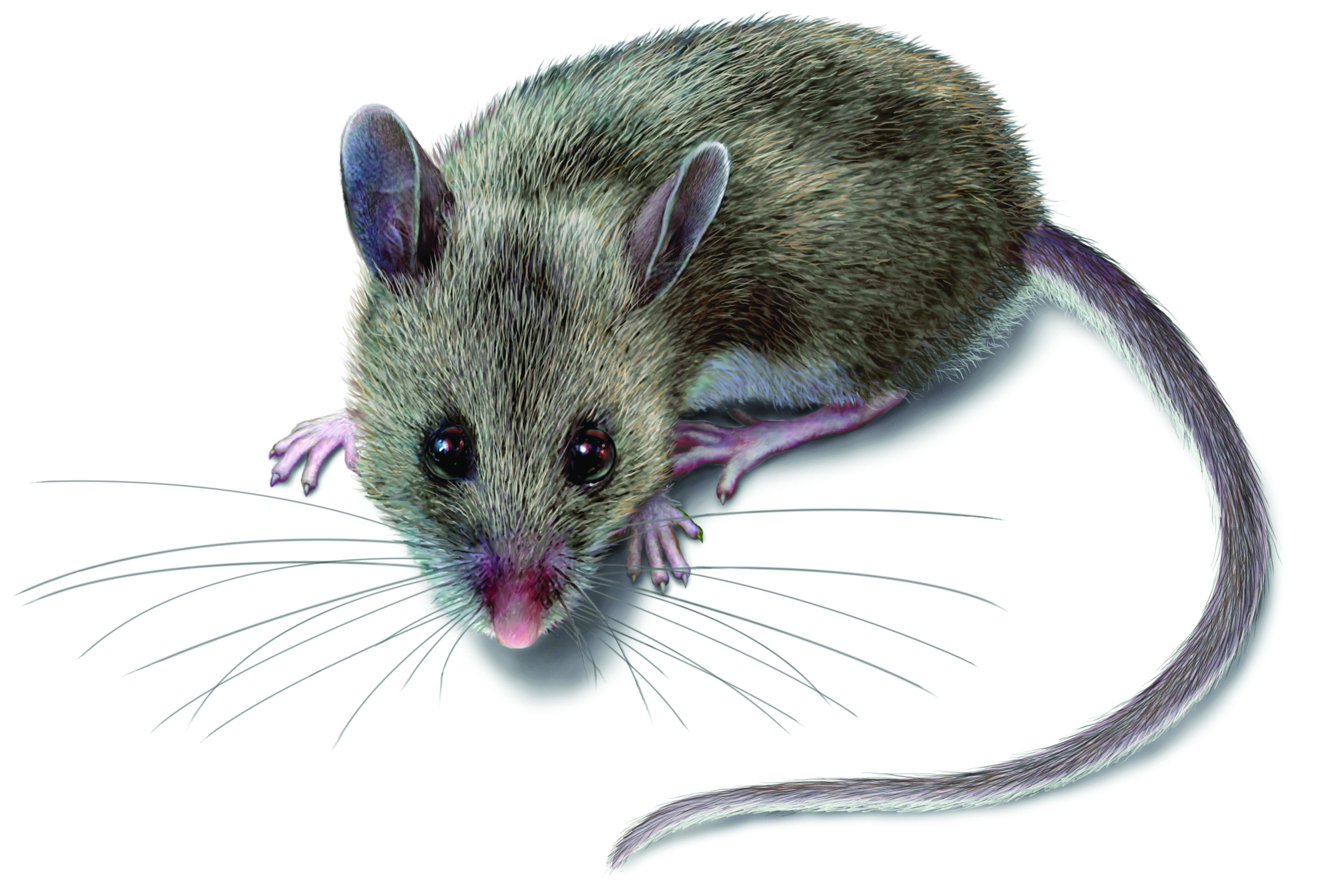 Get Rid Of Deer Mice In Houses Facts Identification Control