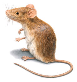 How Long Do Mice Live Mouse Lifespan Information