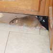 How to Get Rid of Rats in Kitchens