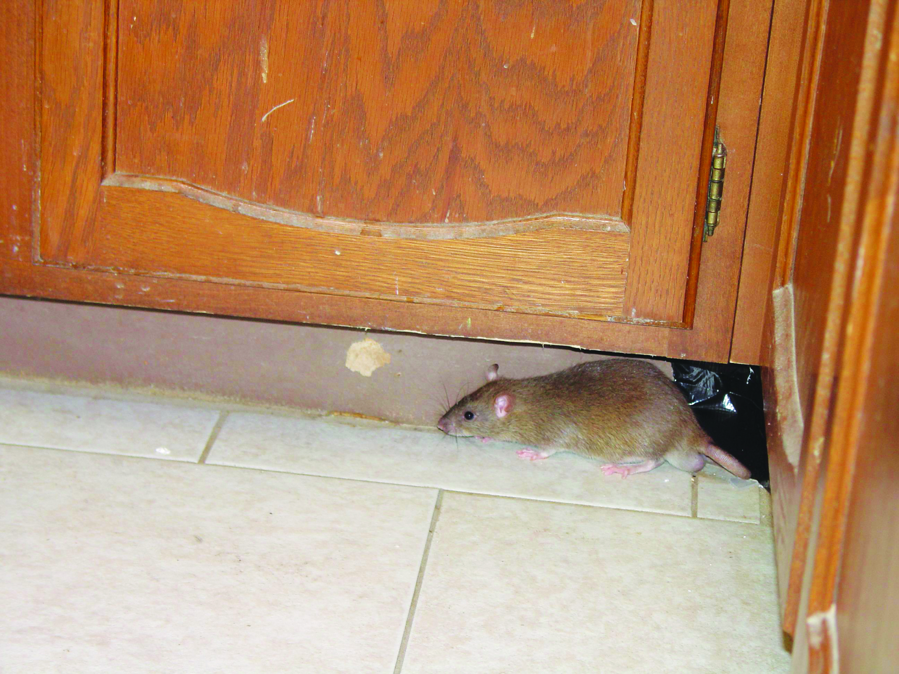 Can Mice Get Through Floorboards