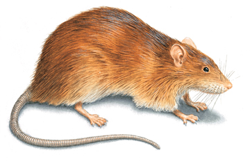 Illustrazione del ratto norvegese