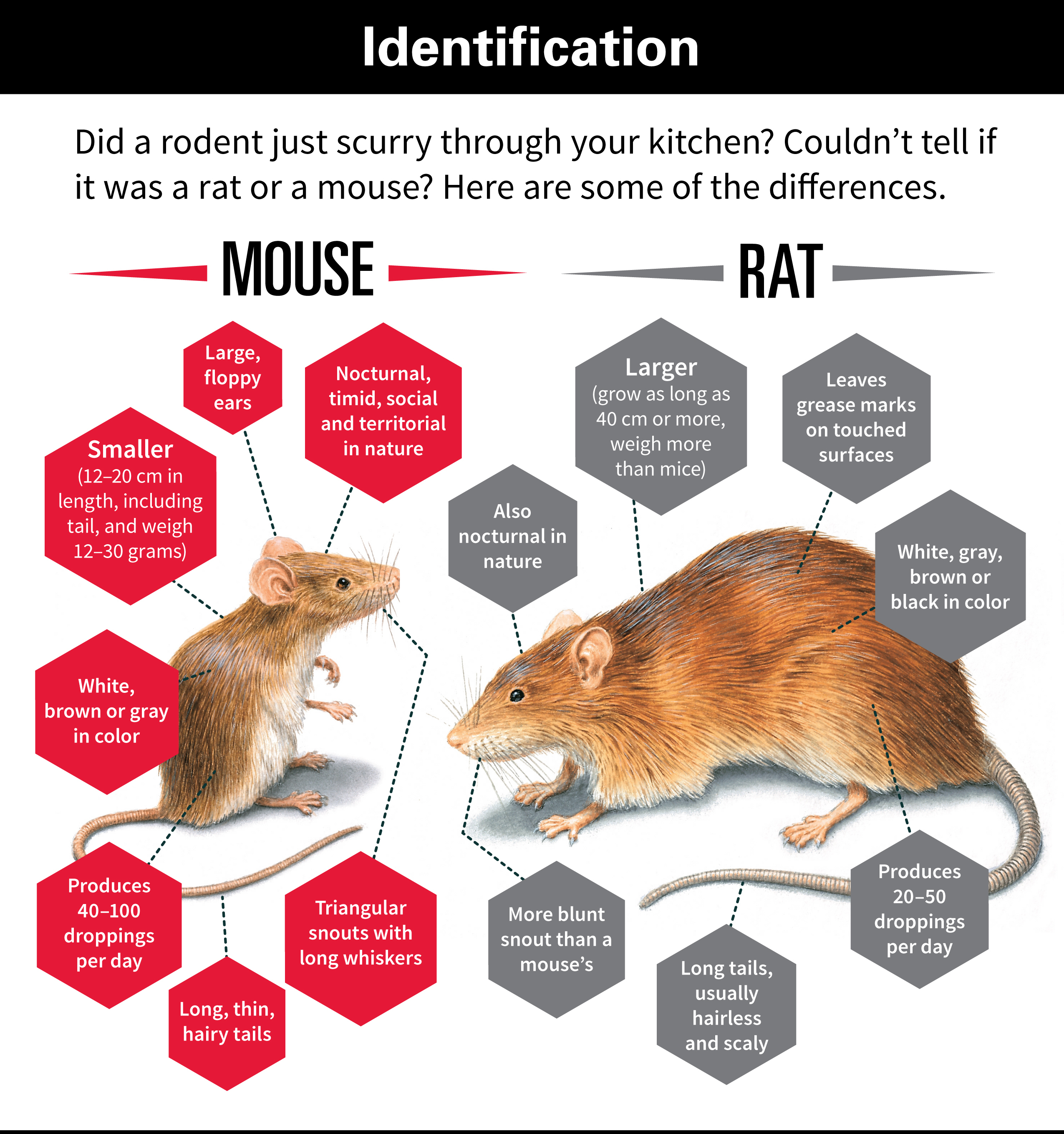 What Does a Mouse Look Like vs. a Rat 
