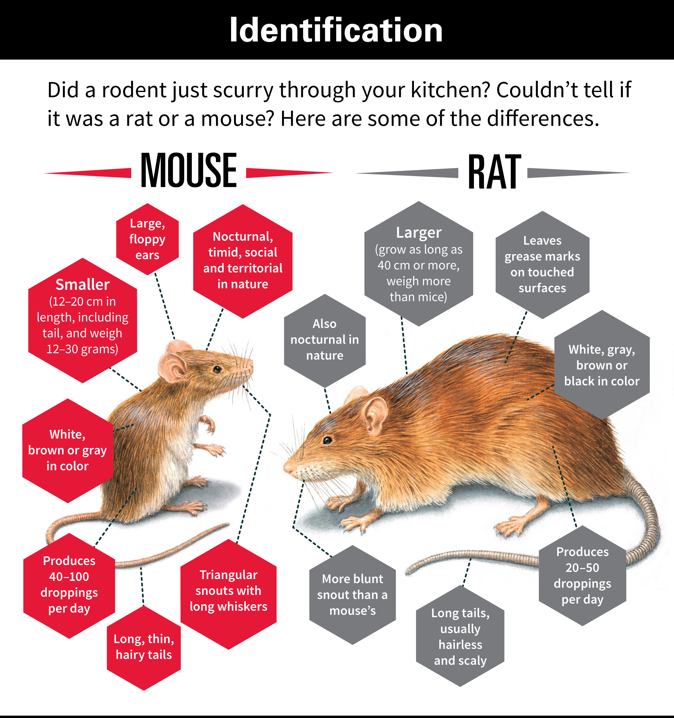 mice vs mouse