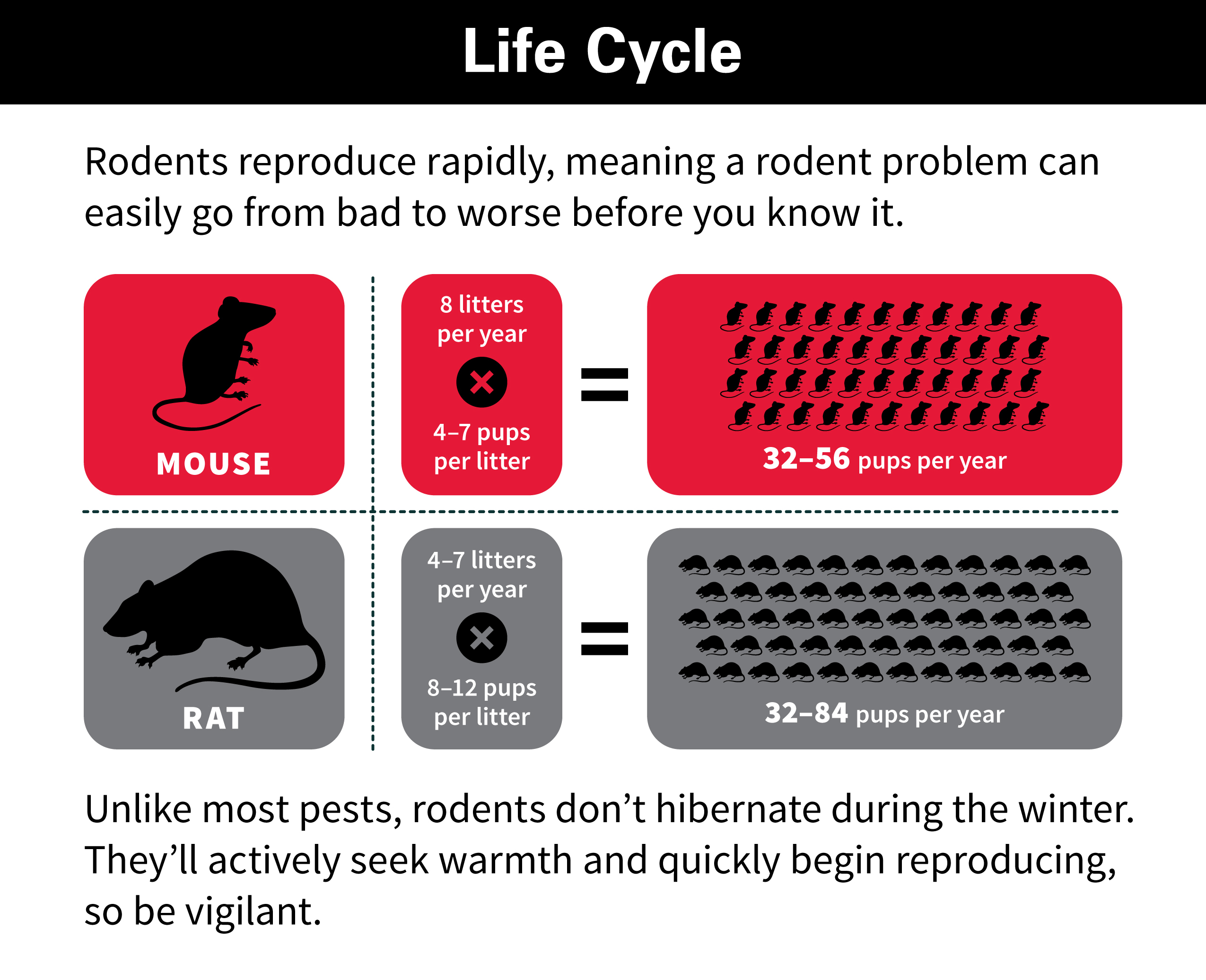 rodent life cycle chart