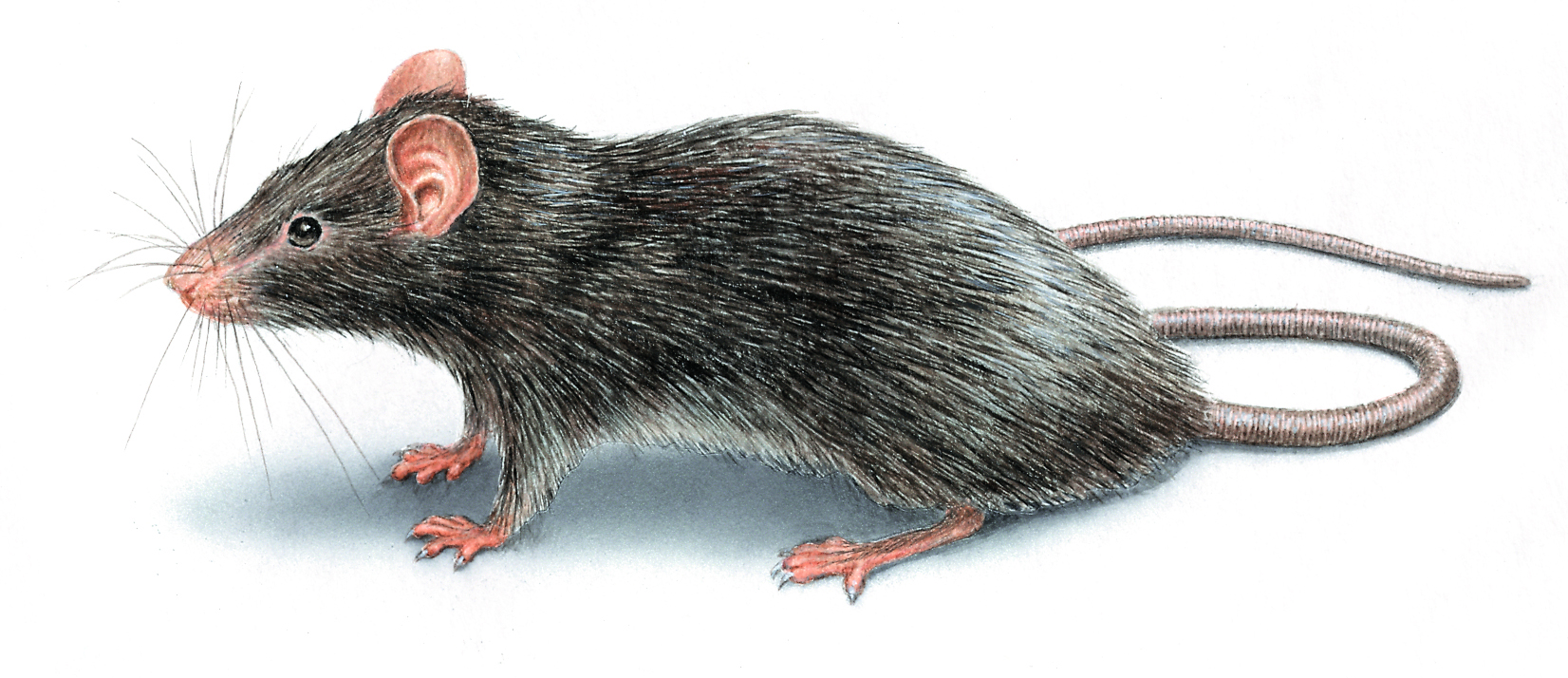 roof rat illustration_1652x714