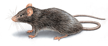 roof rat image