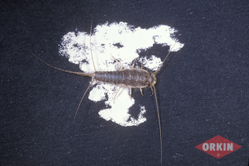 Silverfish Identification Prevention Get Rid Of Silverfish Orkin