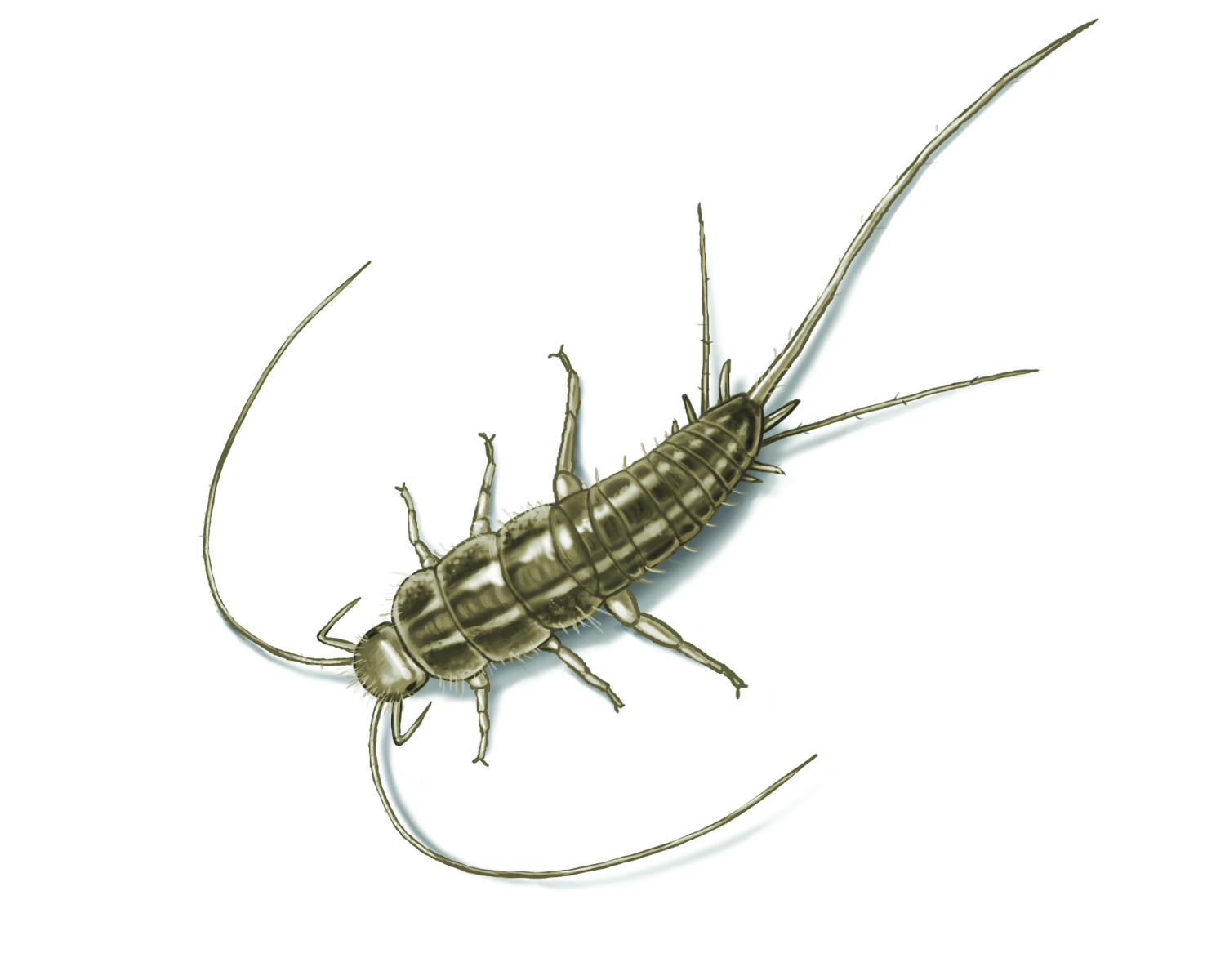 bugs bed control how Control: Rid Silverfish Silverfish of Get Bug