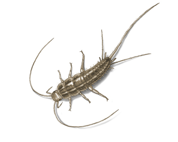 Silverfish Bug Control Get Rid Of Silverfish