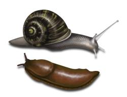 illustration d'escargot et de limace