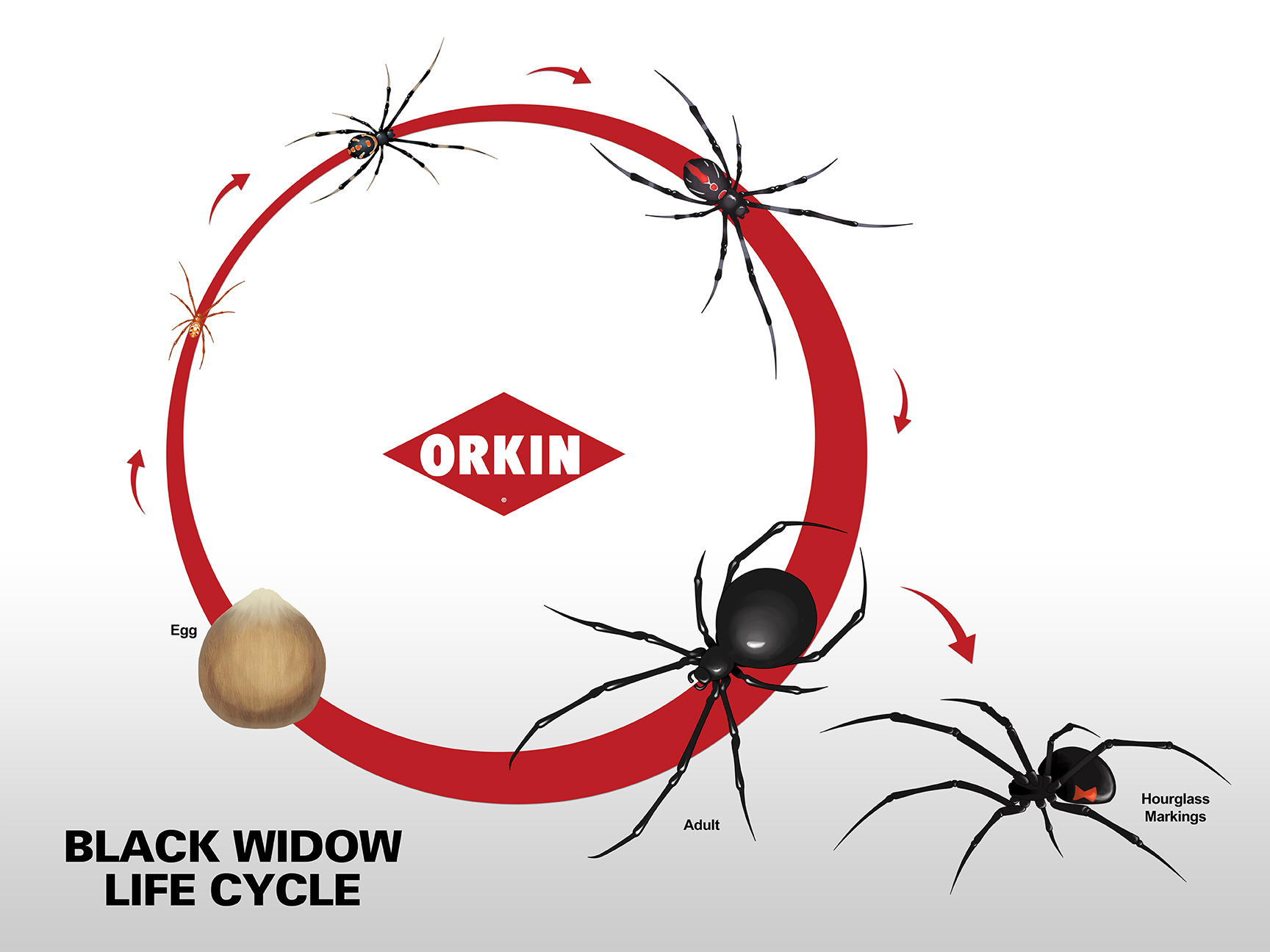 Black Widow Life Cycle & Reproduction