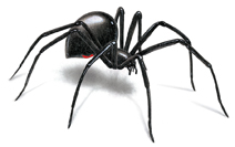 How To Identify A Black Widow Spider / How To Identify Black Widow Spiders Spider Facts Orkin : Learn to id a black widow spider and a brown recluse spider though this photo guide.