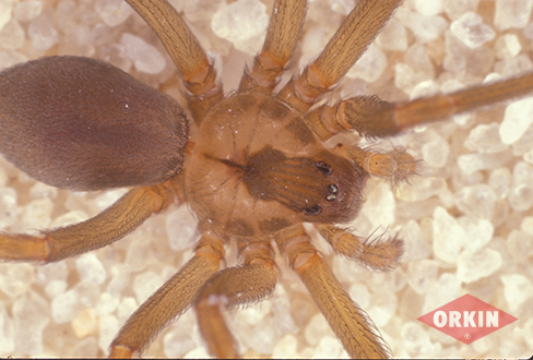 primer plano de araña reclusa parda