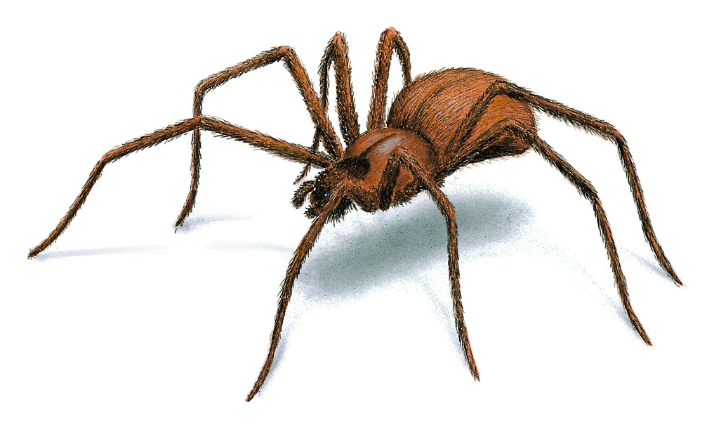 Ilustración de Araña Reclusa marrón