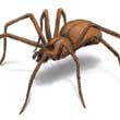 Picture of Brown Recluse Spider