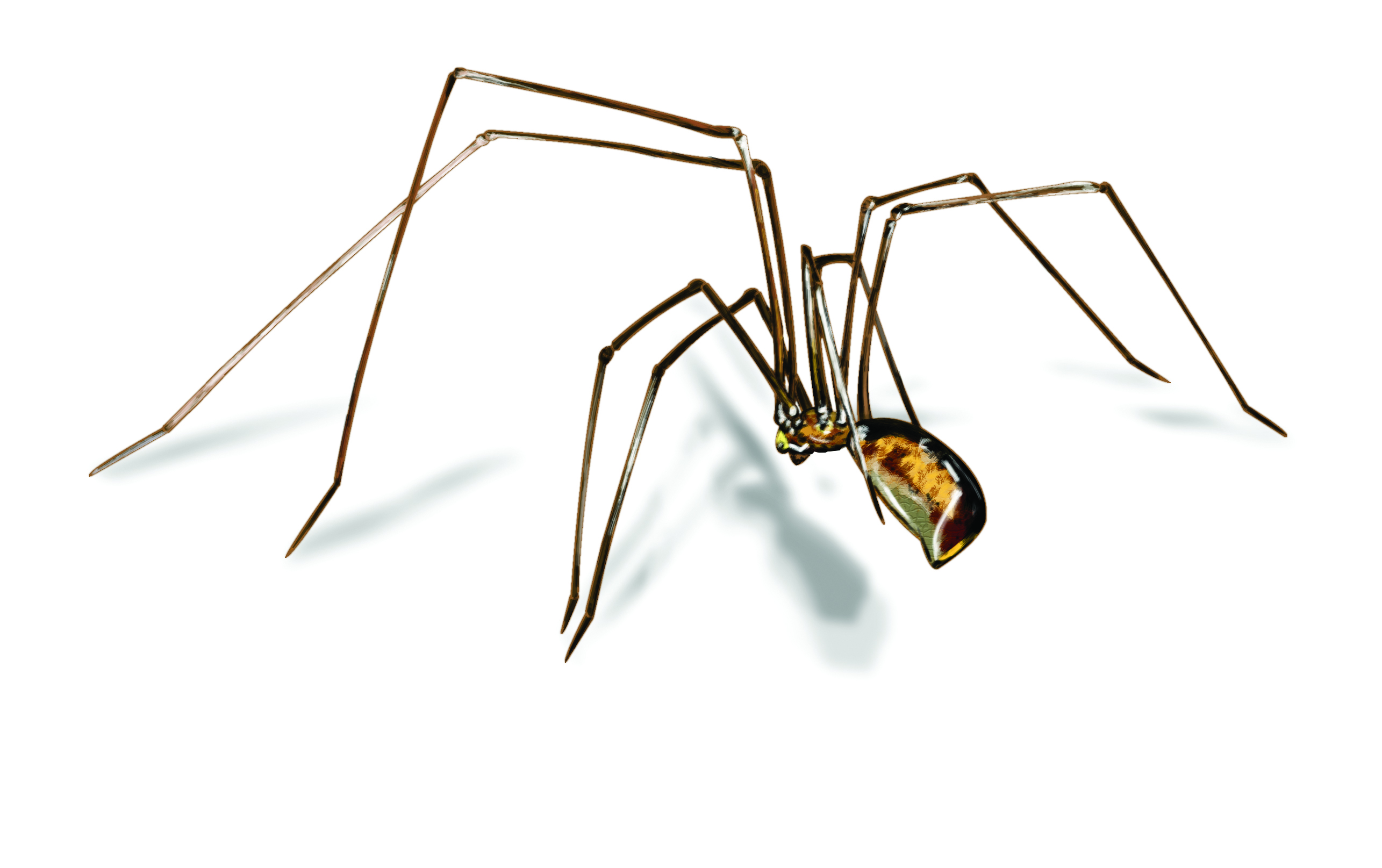 Cellar Spider Control Get Rid Of Cellar Spiders In north america, the reason for at least part of their name is pretty obvious—the species we see most frequently have very long, thin legs. get rid of cellar spiders