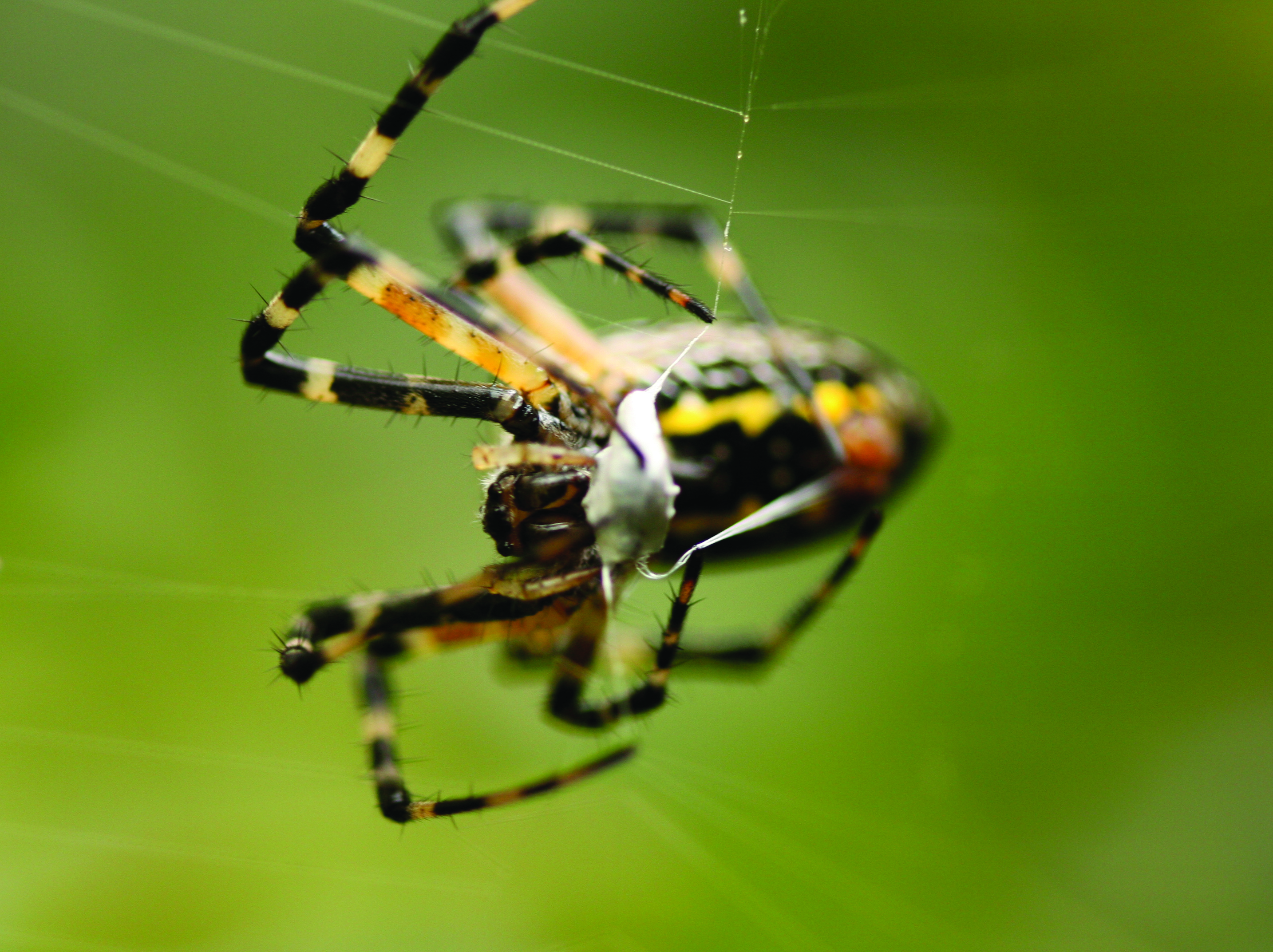 What do Garden Spiders Look Like? | Get Rid of Spiders | Orkin
