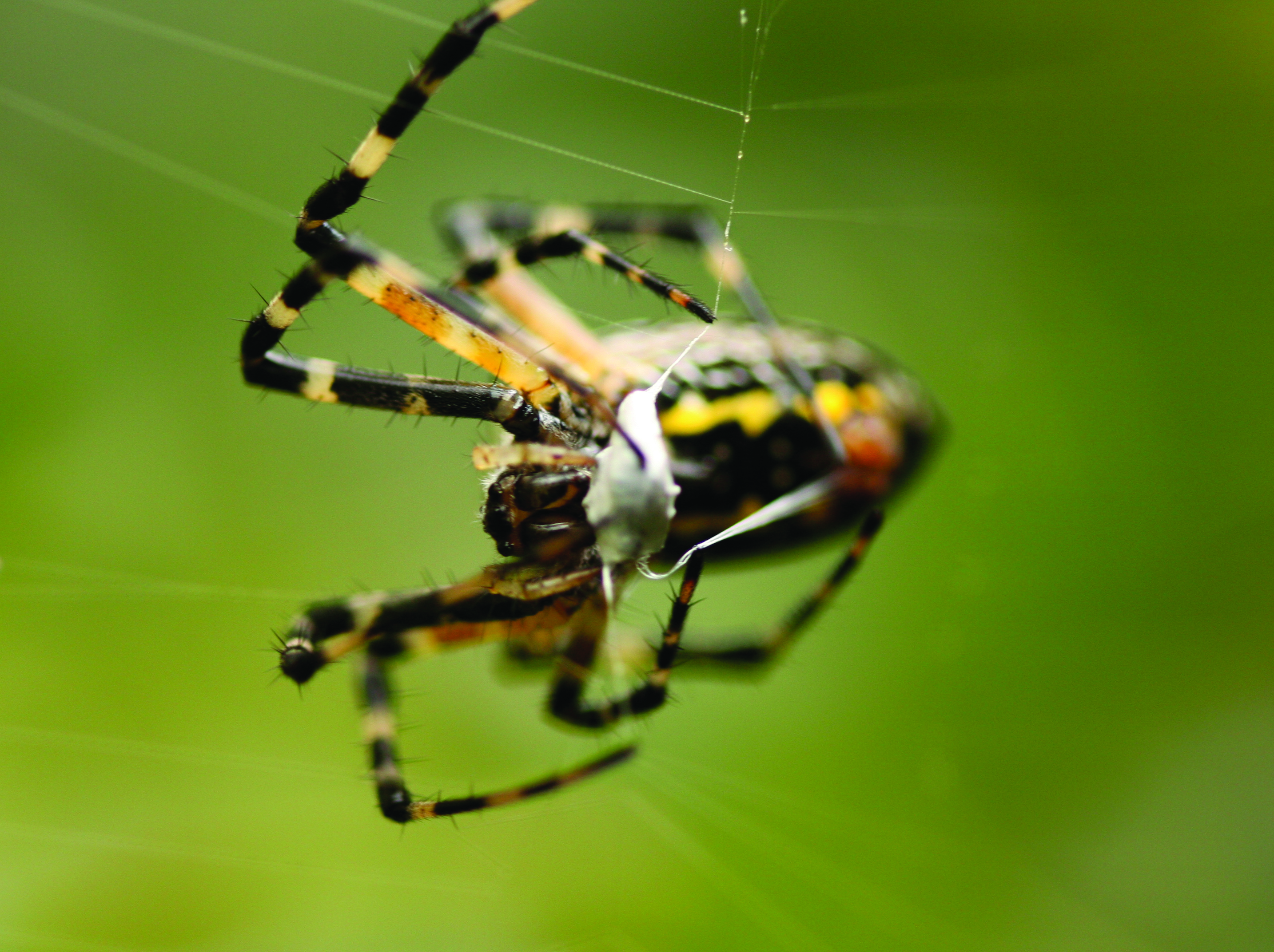 Garden Spider Facts Control Get Rid Of Garden Spiders