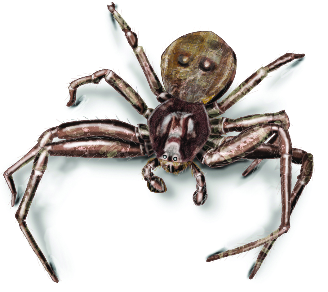 Get Rid Of Crab Spiders Facts On Identification Bites