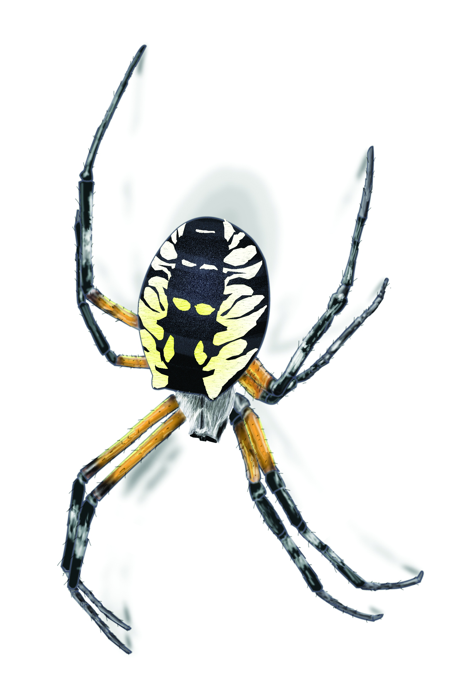 Garden Spider Facts Control Get Rid Of Garden Spiders