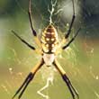 Yellow Garden Spider