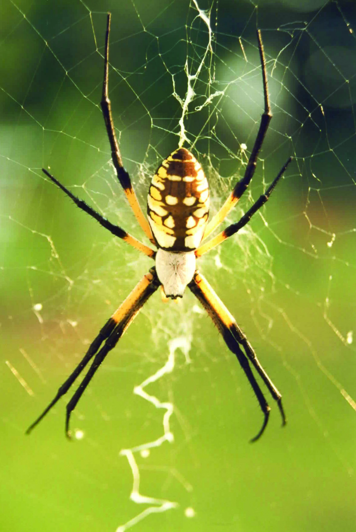 Spider That Looks Like A Yellow Jacket Hasma   Garden Spider On A Web 1177x1758 