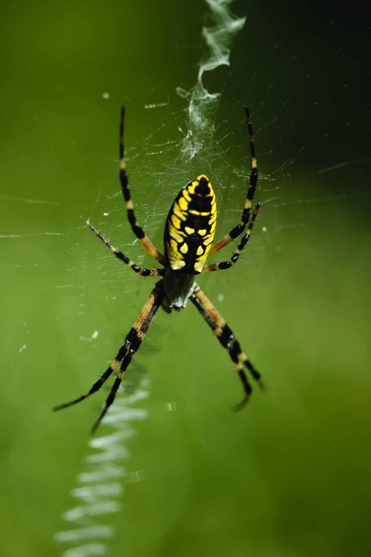 Where do spiders commonly live?