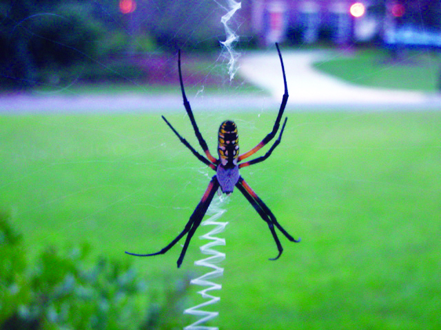Garden Spider Facts Control Get Rid Of Garden Spiders